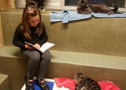 Kind leest voor aan katten in asiel - © Berks County Rescue League.
