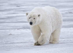 Normal_polar_bear_-_alaska