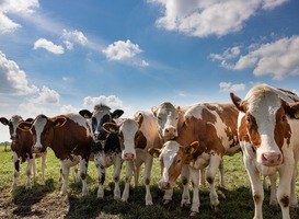 Studenten agrarische opleidingen leren van de communicatie van koeien