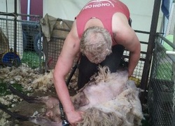 Normal_schapen_scheren
