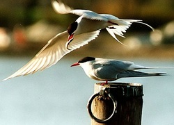 Normal_vogel_trekvogel_dieren