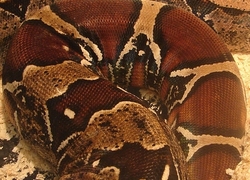 Normal_boaconstrictor