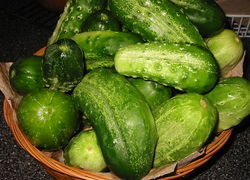 Normal_komkommer-picklingcucumbers