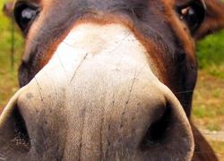Dierendag ezel basisschool wissenkerke