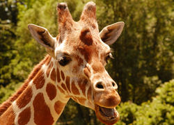 groene giraf kinderopvang prijs duurzaam