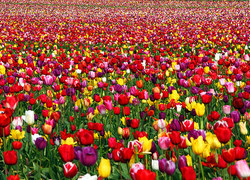 Normal_tulpen_bloemen