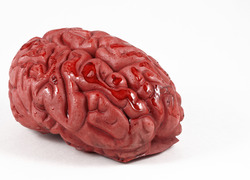 Veel geloof in neuro-mythen Veel geloof in neuro-mythen