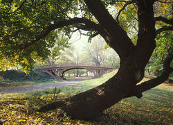 Normal_weer_bomen_boom_park