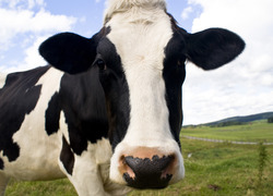 Dairy Campus Dairy Campus
