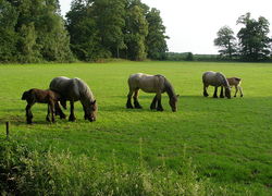 Normal_paarden_dieren