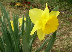 Normal_800px-yellow_narcissus_bloem_plant_narcis_wiki_-c_