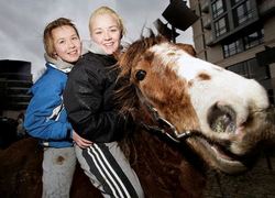 paard 2013 groene welle studenten mbo