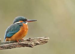 cursus vogels kijken ivn veluwe renkum