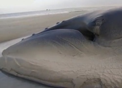 Normal_bultrug_johannes_texel