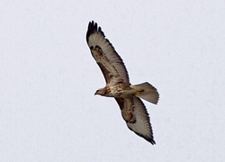Normal_buizerd_vogel