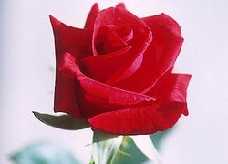 Roos, rozen, valentijn Roos, rozen, valentijn