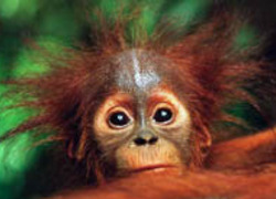 Normal_dieren_aap_oerangoetang_marleen