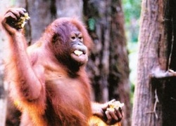 Normal_orangutan_aap_dierentuin_wiki_-c_