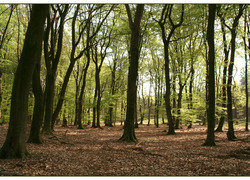 skon kinderopvang staatsbosbeheer natuurbus