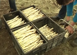asperges basisbende bso vaassen braamhof asperges basisbende bso vaassen braamhof