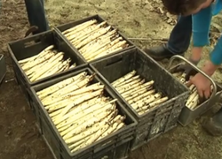 asperges basisbende bso vaassen braamhof