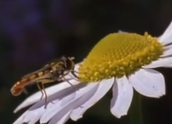 dedemsvaart vechtdal college insecten dedemsvaart vechtdal college insecten