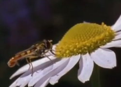 dedemsvaart vechtdal college insecten