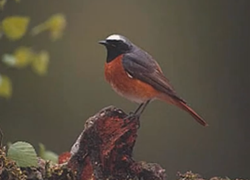 Roodstaart houdt Friese leerlingen uit Twizel bezig Roodstaart houdt Friese leerlingen uit Twizel bezig