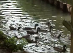 Havisten in de eendenkooi Havisten in de eendenkooi
