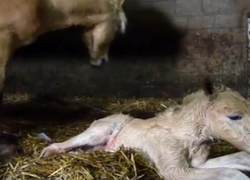 Infomiddag Paardenklas van Edudelta College Barendrecht