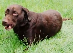 Lekkernijen van leerlingen voor dieren