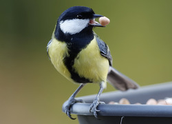 Vogelbescherming geeft advies om bso vogelvriendelijk te maken