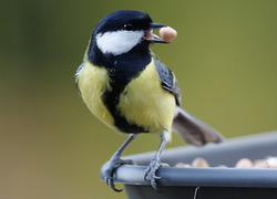Vogelbescherming geeft advies om bso vogelvriendelijk te maken Vogelbescherming geeft advies om bso vogelvriendelijk te maken