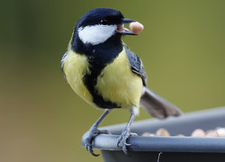 Normal_koolmees__great_tit___5208828529_