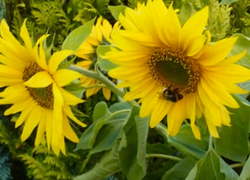 Cursus Natuur dichtbij in Pijnacker