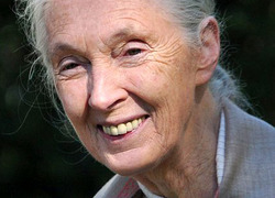 Normal_janegoodalloct10