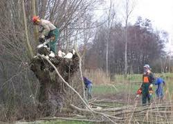 Normal_knotwilgen_groen_groenvoorziening