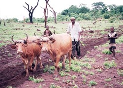 Normal_traditional_farming_guinea