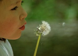 Normal_dandelion-334799_640