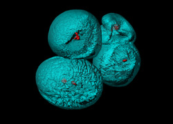 Moleculaire beeldvorming Moleculaire beeldvorming