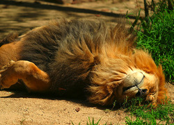 Normal_lightmatter_lion_catnap