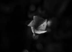 Normal_sad_flower_by_eyadstudio-d55uzs9