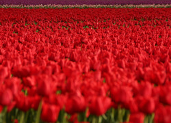 Normal_bollenveld_rood