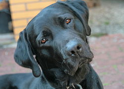 Universiteit Maastricht stelt onderzoek met proeven bij labradors uit