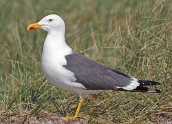 Normal_larus-fuscus-taxbox