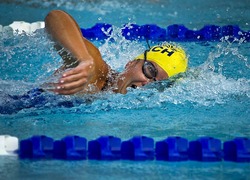 Normal_swimming-78112_640