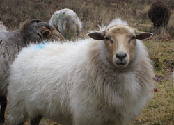 Normal_schaap