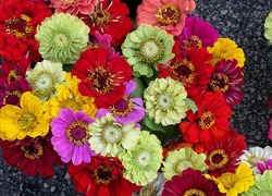 Normal_zinnias-616470_640