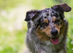Normal_hond_huisdier