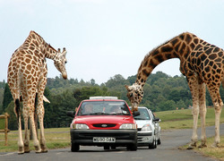 Normal_giraffes_at_west_midlands_safari_park